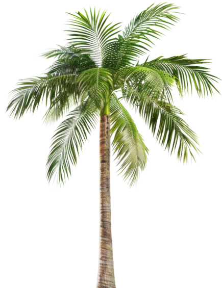 Palm tree
